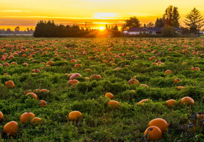 Sustainable food systems: Gaining ground globally, overlooked in Czechia?